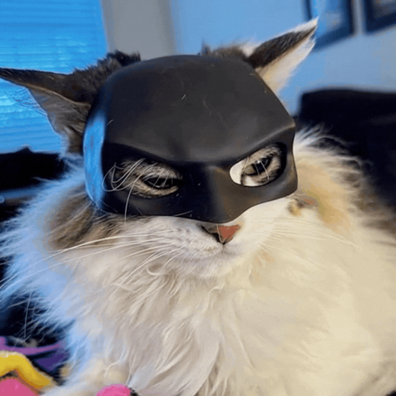Bat Cat Mask Pet Toy