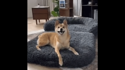 Foldable Human Size Dog Bed With Pillow Blanket