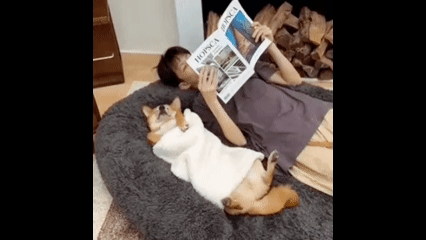 Foldable Human Size Dog Bed With Pillow Blanket